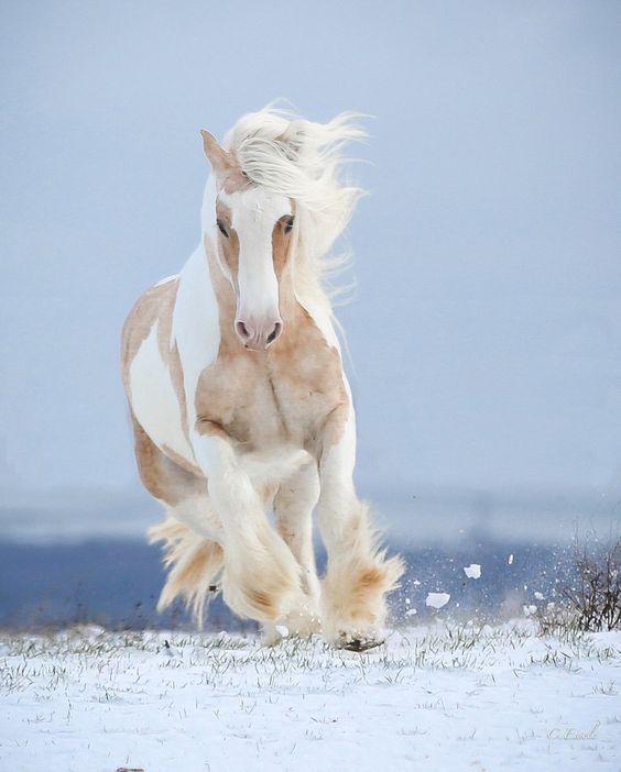 Draft Horse In Snow